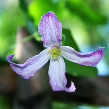 Clematis texensis Pagoda